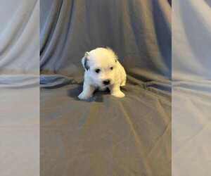 Medium Coton de Tulear