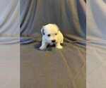Puppy Ariana Coton de Tulear
