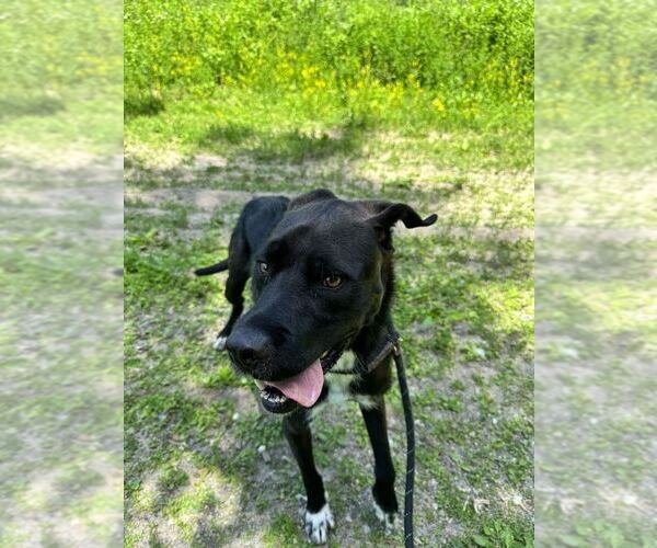 Medium Photo #14 Mutt Puppy For Sale in Elmsford, NY, USA