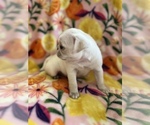 Small Photo #4 Pug Puppy For Sale in CLINTON, MI, USA