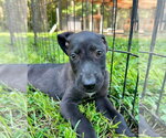 Raya - Female Labrador Retriever Dog for Adoption - Small photo