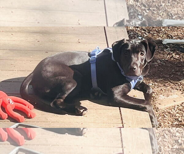 Medium Photo #9 Labrador Retriever-Unknown Mix Puppy For Sale in Princeton, MN, USA