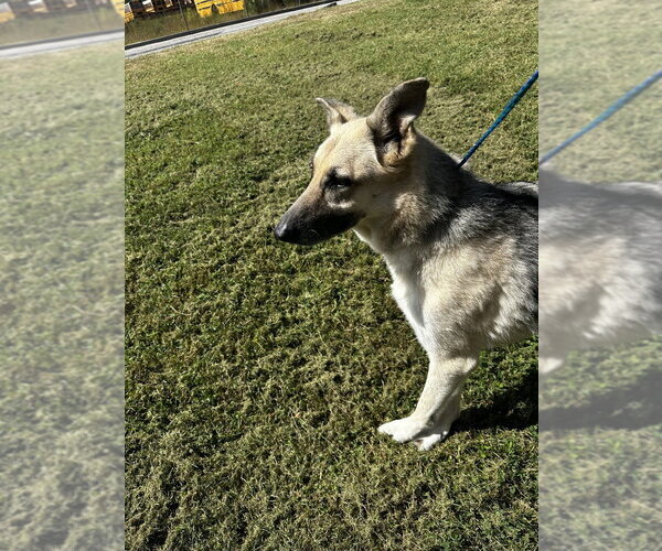 Medium Photo #1 German Shepherd Dog Puppy For Sale in Glen Allen, VA, USA