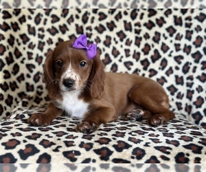 Cavapoo Puppy for sale in LAKELAND, FL, USA