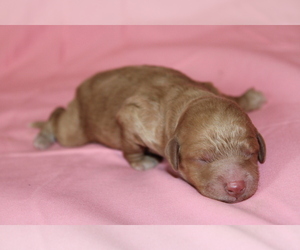 Goldendoodle (Miniature) Puppy for sale in BLMGTN, IN, USA