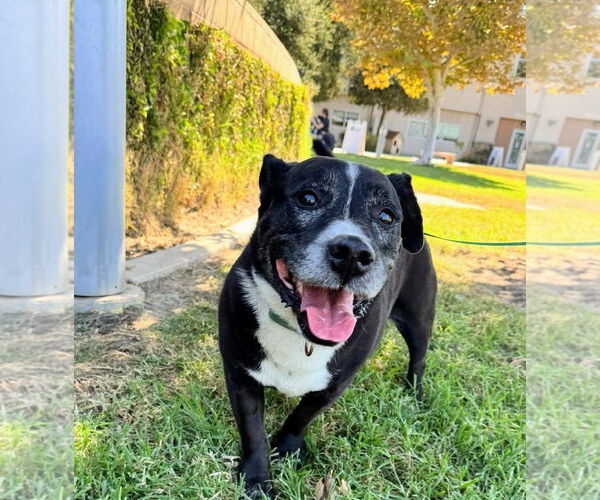 Medium Photo #5 Mutt Puppy For Sale in San Diego, CA, USA