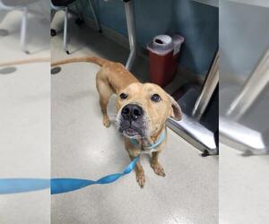 Labrador Retriever-Unknown Mix Dogs for adoption in Newton, NC, USA