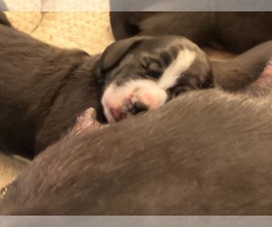 Medium Basset Hound-Great Dane Mix