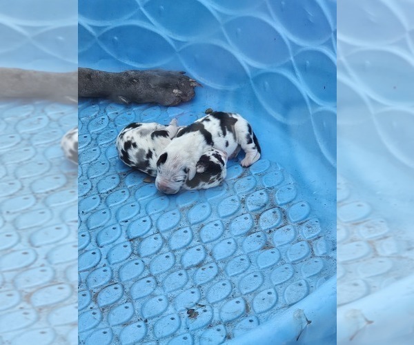 Medium Photo #1 Great Dane Puppy For Sale in ALVORD, TX, USA