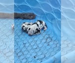 Small Great Dane