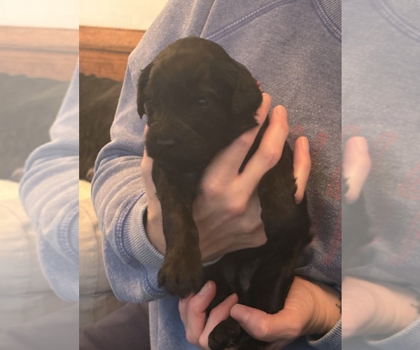 Medium Photo #6 Schnoodle (Giant) Puppy For Sale in MINNEAPOLIS, MN, USA