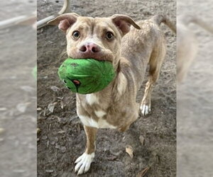 Bulldog Dogs for adoption in Tarrytown, GA, USA