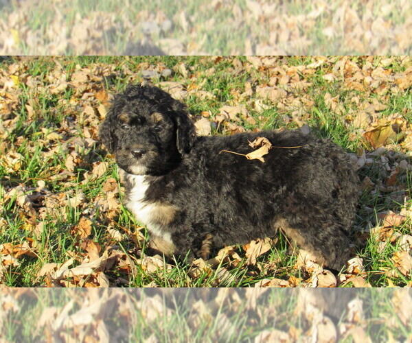 Medium Photo #3 Bernedoodle Puppy For Sale in BIG ROCK, IL, USA