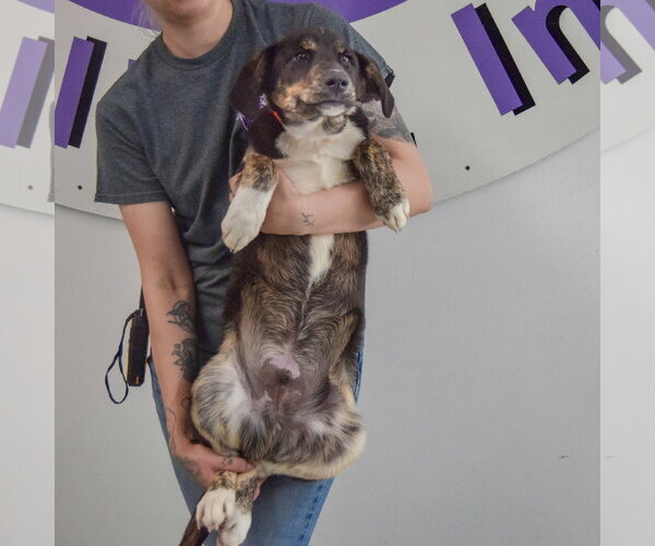 Medium Photo #2 Shepweiller Puppy For Sale in Huntley, IL, USA