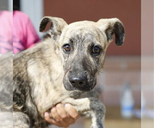 American Staffordshire Terrier-Unknown Mix Dogs for adoption in San Antonio, TX, USA