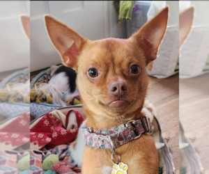 Chihuahua-Unknown Mix Dogs for adoption in Cranston, RI, USA