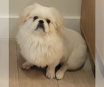 Small Photo #1 Pekingese Puppy For Sale in MIAMI, FL, USA