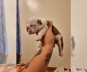 Bulldog Puppy for sale in BATON ROUGE, LA, USA
