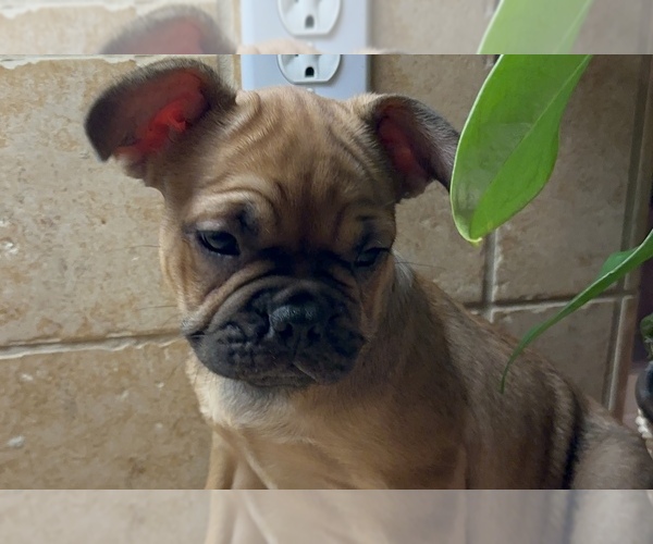 Medium Photo #1 American Bullnese-French Bulldog Mix Puppy For Sale in DISCOVERY BAY, CA, USA