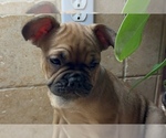 Puppy Bugs American Bullnese-French Bulldog Mix