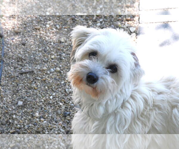 Medium Photo #2 Havanese Puppy For Sale in Gulfport, MI, USA