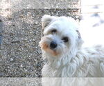 Small #1 Havanese