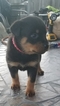 Small Photo #2 Rottweiler Puppy For Sale in RANCHO CORDOVA, CA, USA