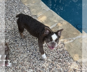 French Bulldog Puppy for Sale in SAN ANTONIO, Texas USA