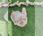 Small #1 French Bulldog