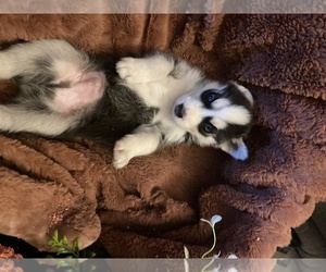 Siberian Husky Puppy for sale in CORNING, NY, USA