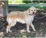 Small #1 Labradoodle