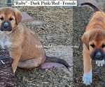 Small Photo #10 Anatolian Shepherd-Great Pyrenees Mix Puppy For Sale in RENO, NV, USA