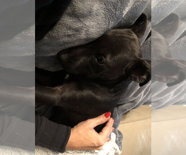 Medium Photo #12 Labrador Retriever-Unknown Mix Puppy For Sale in Holly Springs, NC, USA