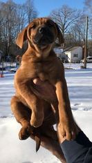 Boxer-German Shepherd Dog Mix Puppy for sale in HILLSBOROUGH, NC, USA