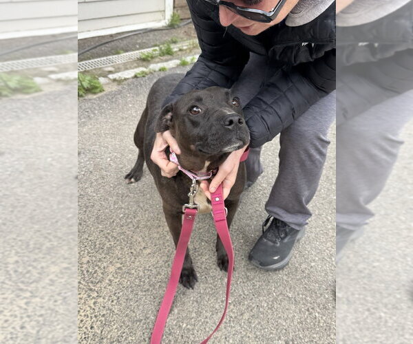 Medium Photo #8 Staffordshire Bull Terrier-Unknown Mix Puppy For Sale in Brewster, NY, USA