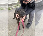 Small #7 Staffordshire Bull Terrier Mix