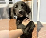 Small #1 Mutt