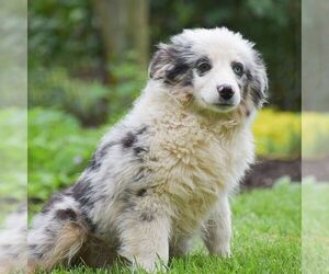 Miniature Australian Shepherd Puppy for sale in EPHRATA, PA, USA