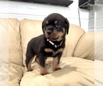 Small #18 Rottweiler