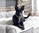 Small Jack Russell Terrier-Labrador Retriever Mix