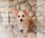 Small Photo #7 Mutt Puppy For Sale in Sandy, UT, USA
