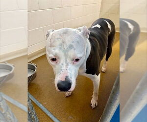 American Pit Bull Terrier-Unknown Mix Dogs for adoption in Anchorage, AK, USA