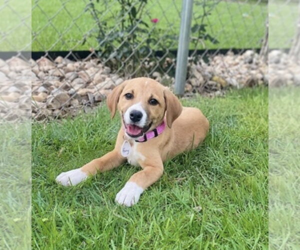 Medium Photo #1 Labrador Retriever-Unknown Mix Puppy For Sale in Rockaway, NJ, USA