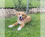 Small Labrador Retriever Mix