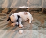 Small Photo #1 Zuchon Puppy For Sale in SHAWNEE, KS, USA