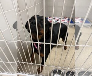 Rottweiler Dogs for adoption in Virginia Beach, VA, USA