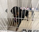 Small Photo #1 Rottweiler Puppy For Sale in Virginia Beach, VA, USA