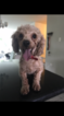Small Photo #1 Poodle (Miniature) Puppy For Sale in BILLINGS, MT, USA