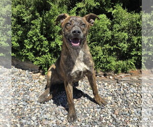 Absolutely Amusing Mr Alphie = LOVE on 4 Paws ! - Male American Staffordshire Terrier-Unknown Mix Dog for Adoption - Photo #2