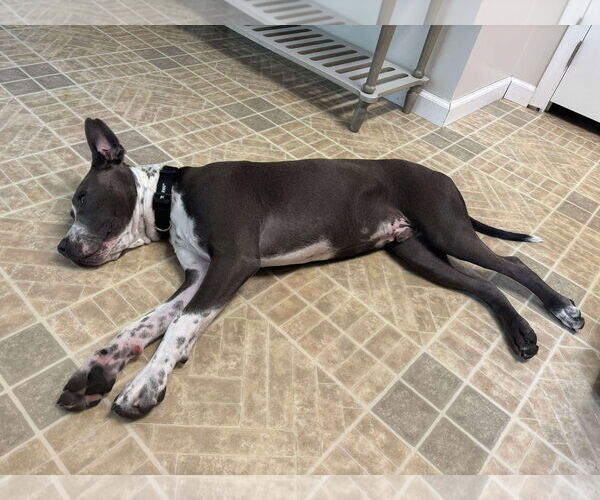Medium Photo #2 American Pit Bull Terrier Puppy For Sale in Cape May, NJ, USA